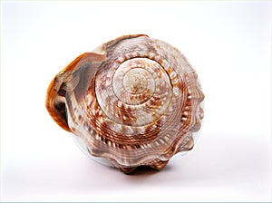 Sea snail shell Cypraecassis rufa animal ,mollusca isolated on white background ,wild animal
