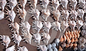 Sea snail shell decoration, digha tourist market,India