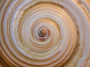 Sea snail shell. Huge sea snail shell, shell from large sea mollusk. photo