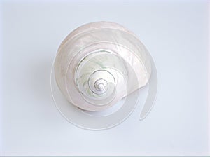 Sea snail shell isolated on white background ,clamshell, white shell