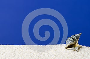 Sea snail shell on white sand with ultramarine background