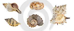 sea snail shells on white isolated background