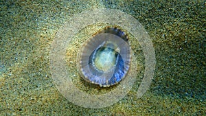 Sea snail Tritia neritea eating the remains of Mediterranean limpet Patella caerulea on sea bottom