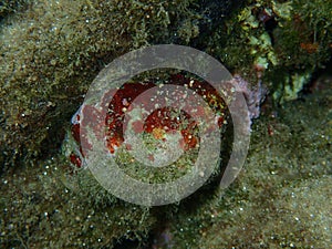 Sea snail trunculus murex or banded murex, trunk murex, banded dye-murex (Hexaplex trunculus) close-up undersea photo