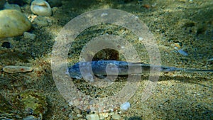 Sea snail banded murex (Hexaplex trunculus) eating a dead pompano (Trachinotus ovatus) undersea photo