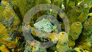 Sea snail trunculus murex (Hexaplex trunculus) and Yellow tube sponge (Aplysina aerophoba) undersea photo