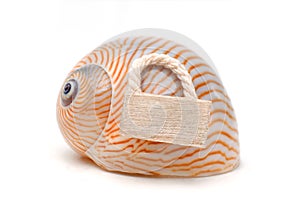 Sea snail with wooden door label