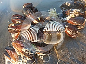 sea snails and corel reefs on beach photo