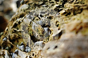 Sea Snails on a Decaying Tree Trunk