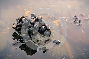 Sea snails at the Fitzgerald Marine Reserve tidepools