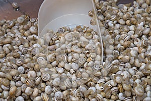 Sea Snails on a Market Stall