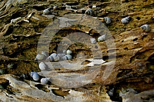 Sea Snails on a Tree Trunk close_up