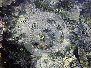 Sea snake img