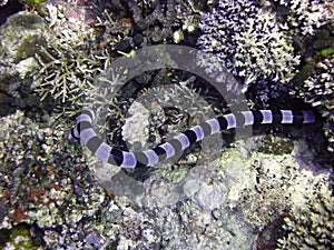 Sea snake img