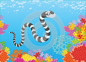 Sea snake and corals