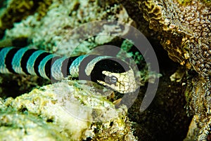 Sea snake diver scuba diving bunaken indonesia ocean laticauda colubrina