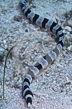 Sea Snake off Balicasag Island, Panglao, Bohol, Philippines