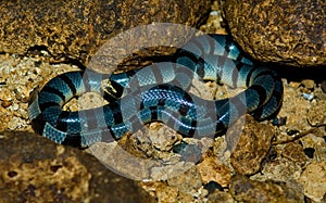 Sea snake, philippines