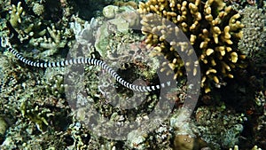 Sea snake in slow motion