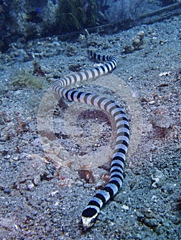 Sea snake, Sogod Bay, Padre Burgos, Leyte, Philippines, Asia