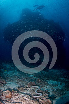 A sea snake swims over cthe reef