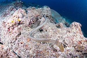 A sea snake swims over the reef