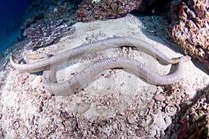 Sea snakes on the reef