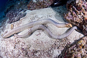 Sea snakes on the reef