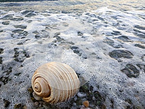 Sea snale on the shore