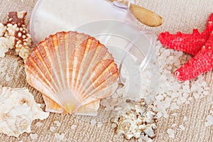 Sea spa setting with scallops comb shell