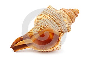 Sea spiral shell