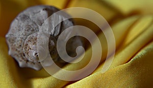 Sea spiral shell in folds of yellow fabric-abstract, macro, beautiful background