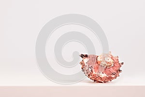 Sea spiral shell on a light background, place for text, one of the series