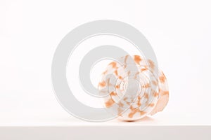 Sea spiral shell on a light background, place for text, one of the series
