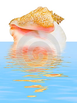 Sea spiral shell in water
