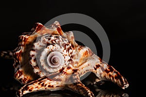 Sea spiral snail shell