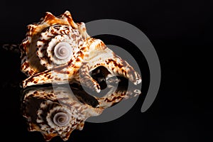 Sea spiral snail shell