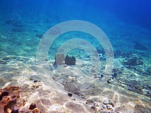 Sea sponge in the Adriatic Sea