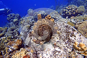 Sea Sponge attached to the rock and coral reef in the ocean