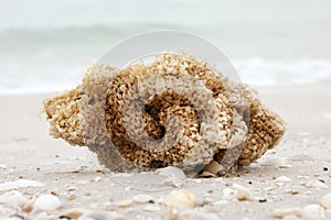 Sea sponge on beach
