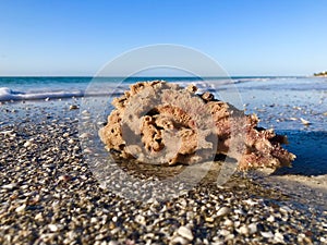 Sea sponge on beach