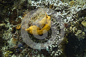 Sea sponge and bleached coral