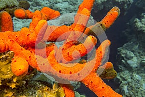 Sea sponge with brittle starfish at the bottom of tropical sea