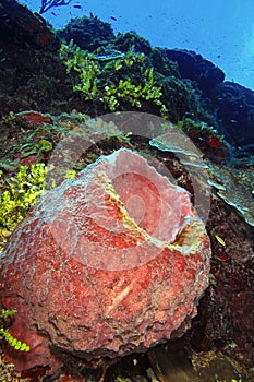 Sea Sponge, Cuba photo