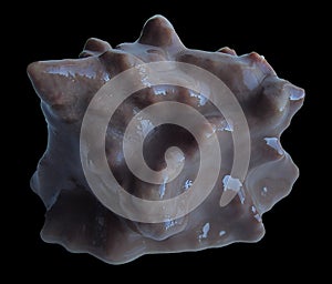 Sea sponge gray isolated on black background