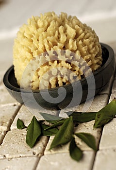 Sea Sponge and Herbs