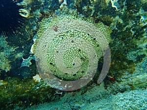 Sea sponge stinker sponge Ircinia variabilis undersea, Aegean Sea, Greece.