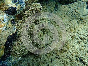 Sea sponge stinker sponge Ircinia variabilis undersea, Aegean Sea, Greece.