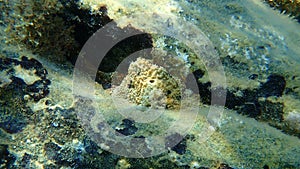 Sea sponge stinker sponge Ircinia variabilis undersea, Aegean Sea, Greece.