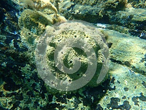 Sea sponge stinker sponge Ircinia variabilis undersea, Aegean Sea, Greece.